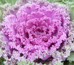 Ornamental Cabbage Frilly Pink